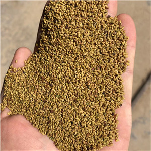 Common grade Alfalfa Grass Seeds for growing from China  