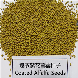 Chinese factory supply Coated Alfalfa Grass Seeds for growing 