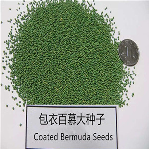 Unhulled coated bermuda grass seeds from china 