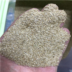 Unhulled pure bermuda grass seeds for lawn 
