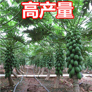 How to increase Red lady papaya yield and what problems should be paid attention to in papaya planting 