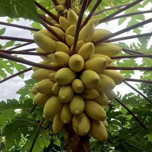 What is the value of growing papaya