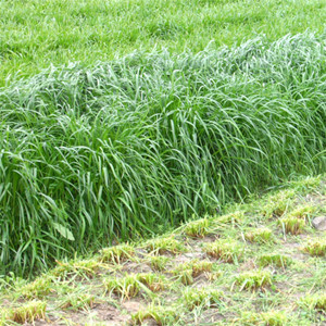 What are the nutrition of perennial ryegrass and how to use it