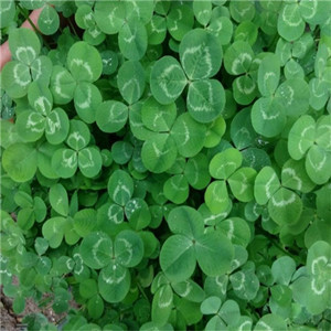 How to grow white clover for lawn and forage 