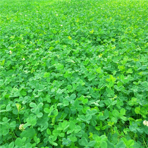 The function and value of White clover 