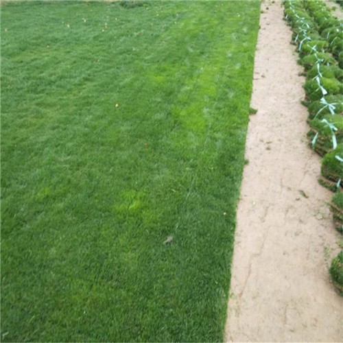 Best price Hulled pure bermuda grass seeds from Chinese factory