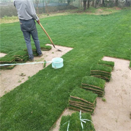 Best price Hulled pure bermuda grass seeds from Chinese factory