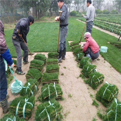 Best price Hulled pure bermuda grass seeds from Chinese factory