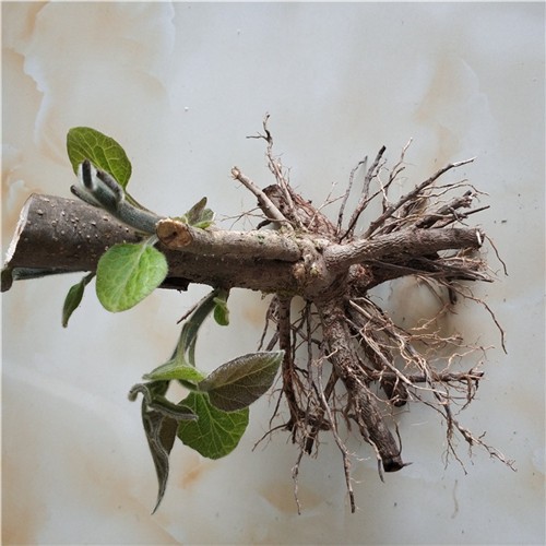 Best quality chinese paulownia root stump for planting