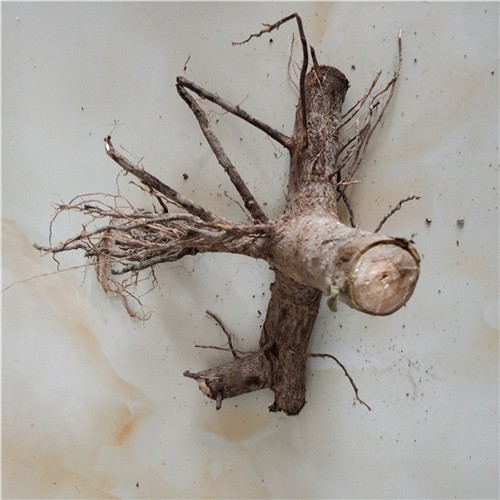 Best quality chinese paulownia root stump for planting