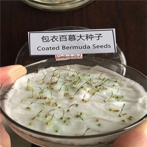 Chinese Factory supply Coated Cynodon dactylon grass seeds for growing 