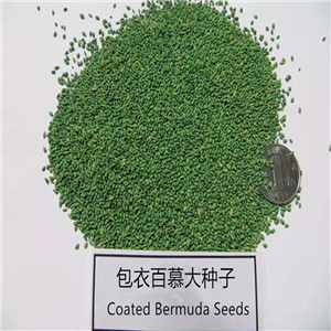 Chinese Factory supply Unhulled coated bermuda grass seeds