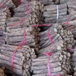 Chinese paulownia cut roots for growing