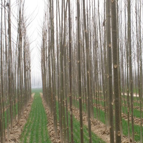 Chinese paulownia cut roots for growing