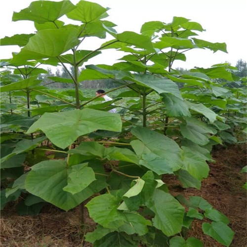 Chinese paulownia cut roots for growing