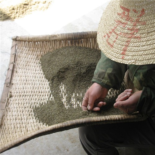 Chinese raw stevia seeds for planting 