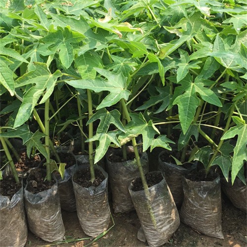 F1 Hybrid Chinese papaya seeds On sales