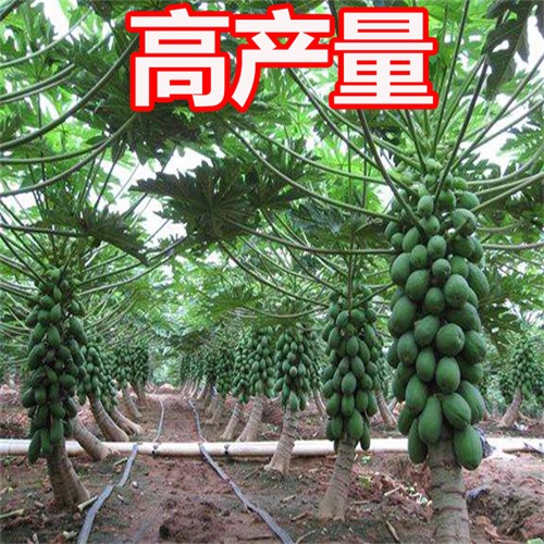 F1 Hybrid Chinese papaya seeds On sales