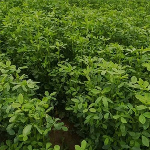 Factory supply Alfalfa Grass Seeds for growing 