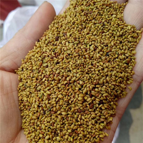 Factory supply Alfalfa Grass Seeds for growing 