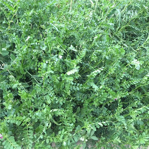 Factory supply Alfalfa Grass Seeds for growing 