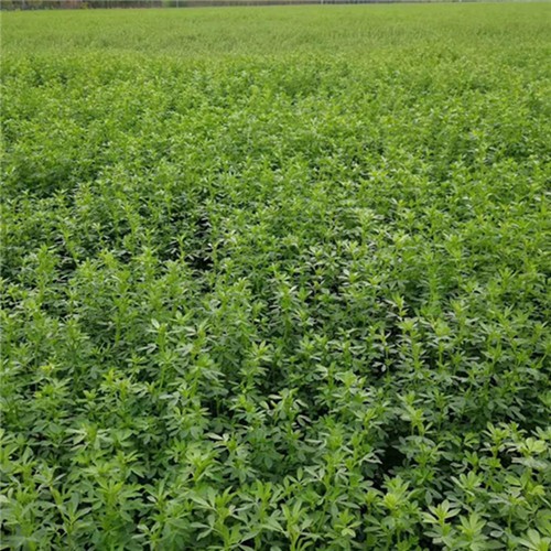 Factory supply Alfalfa Grass Seeds for growing 