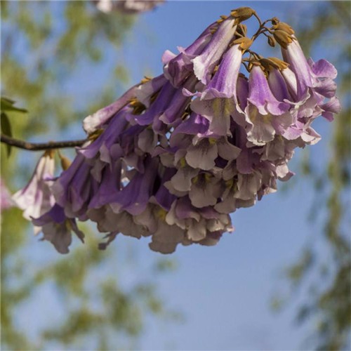 Factory supply Chinese paulownia seeds for growing  