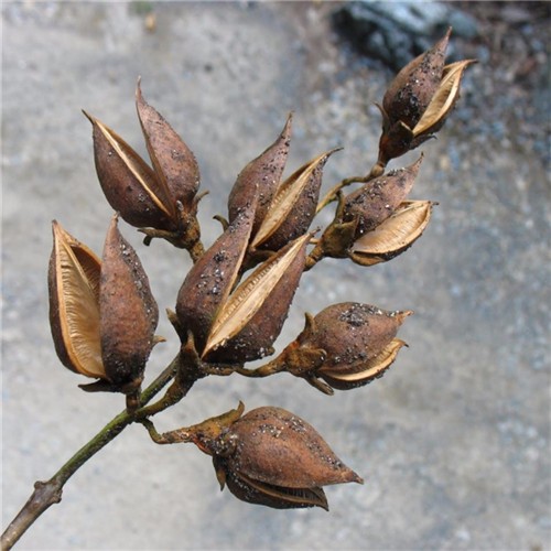 Factory supply Chinese paulownia seeds for growing  