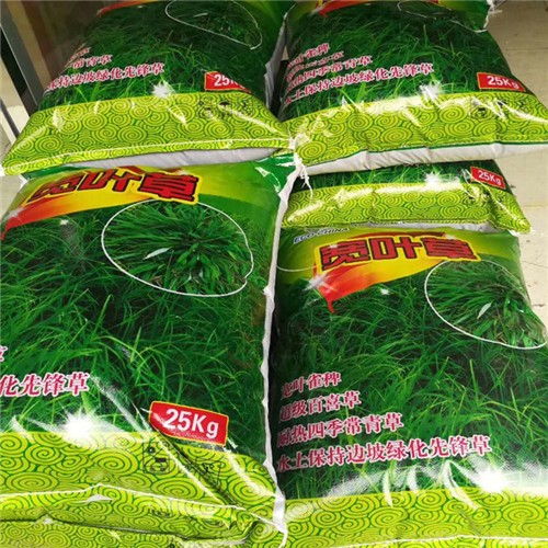 Factory supply High quality Bahiagrass seeds for planting 