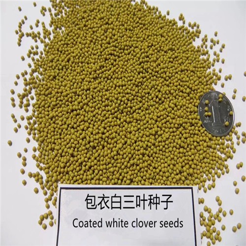 Factory supply High quality Coated white clover seeds for growing  