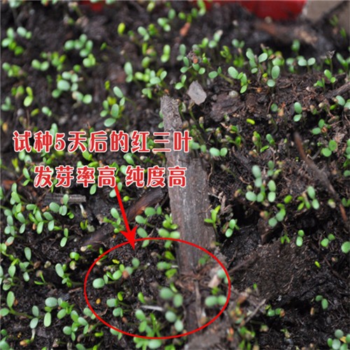 Factory supply High quality Coated white clover seeds for growing  