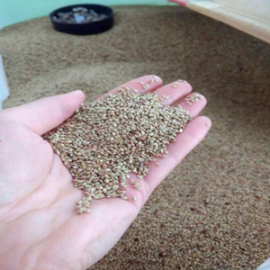 Factory supply High quality Paspalum notatum seeds and Bahiagrass seeds for planting 