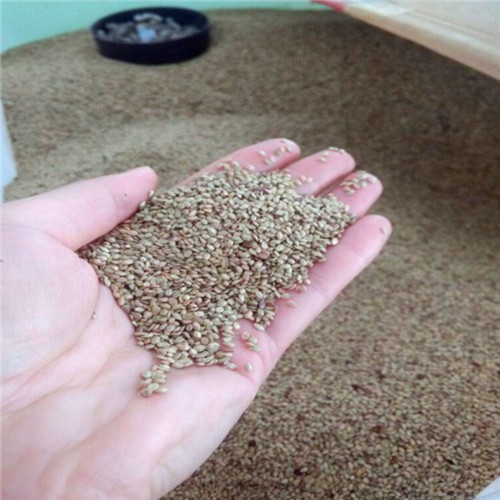 Factory supply High quality Paspalum notatum seeds and Bahiagrass seeds for planting 