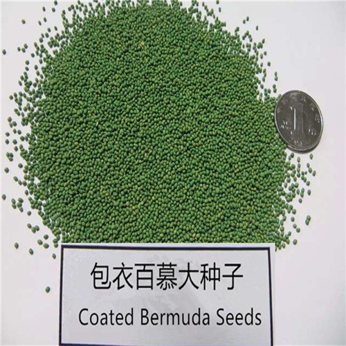 Factory supply Hulled coated bermuda grass seeds from China