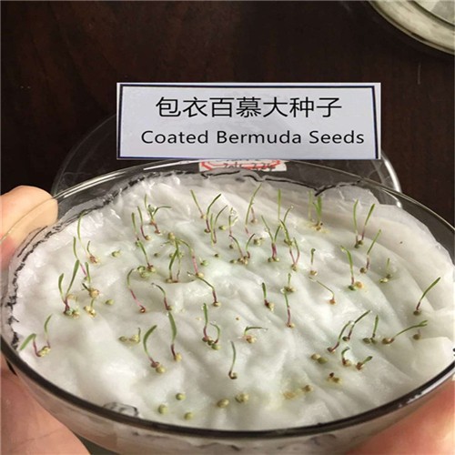 Factory supply Hulled coated bermuda grass seeds from China