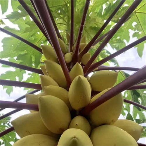 Factory supply Hybrid Hawaii creamy Papaya For growing 