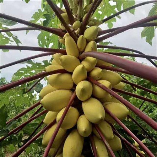 Factory supply Hybrid Hawaii creamy Papaya For growing 