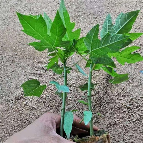 Factory supply Hybrid Hawaii creamy Papaya For growing 