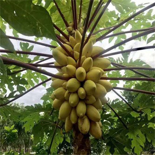 Factory supply Hybrid Hawaii creamy Papaya For growing 