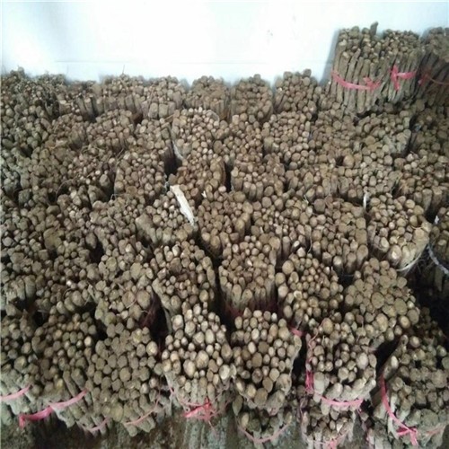 Factory supply chinese Paulownia Shantong root cut for planting 