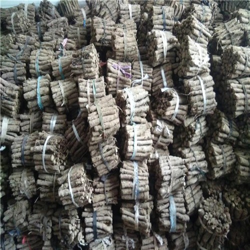 Factory supply chinese Paulownia Shantong root cut for planting 