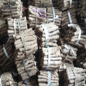 Factory supply chinese Paulownia Shantong root cut for planting 