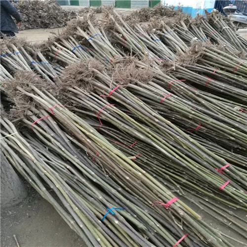 Factory supply chinese Paulownia Shantong root cut for planting 