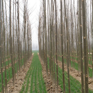 High quality chinese Paulownia hybrid 9501 root cutting on sales 