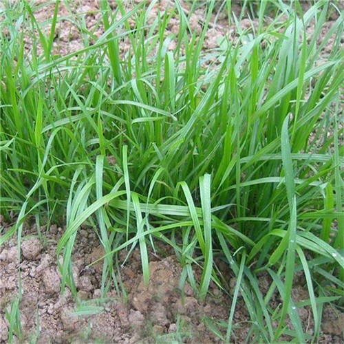 High quality forage grass perennial ryegrass for planting   