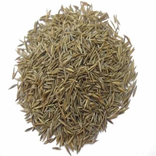 High quality forage grass perennial ryegrass for planting   