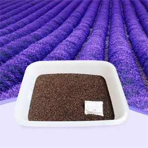 Factory supply Lavender Seeds French Lavender Seeds Flower Seeds for Garden Plant