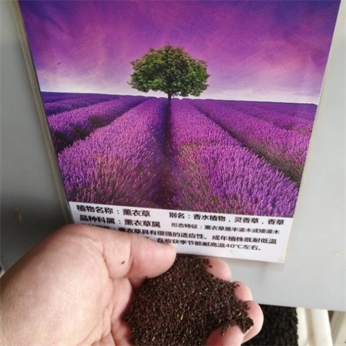 Factory supply Lavender Seeds French Lavender Seeds Flower Seeds for Garden Plant