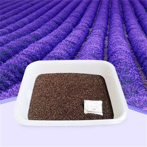 Low price lavandula angustifolia seeds Supply by factory 