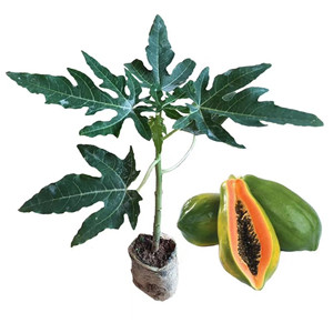 Taiwan hybrid red lady papaya seeds for growing 